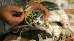 Frivillige finder døde havfugle fyldt med plastik